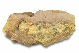 Fossil Dinosaur Bones & Tendons in Sandstone - Wyoming #292636-1